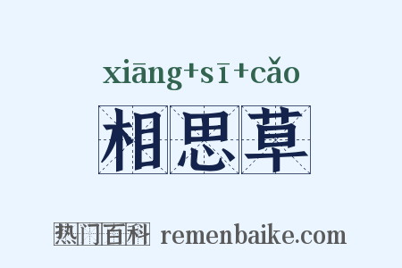 相思草是什么意思的图片